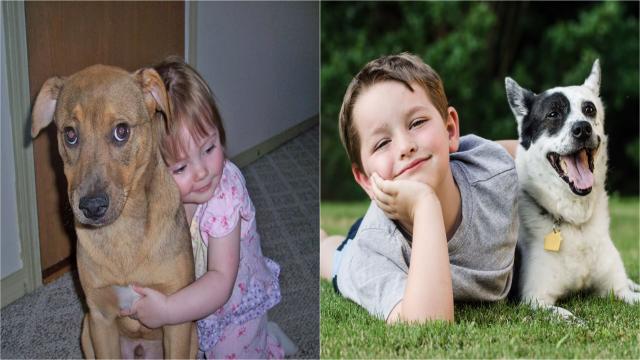 Все ли собаки любят детей? Простые сигналы, которые покажут правду