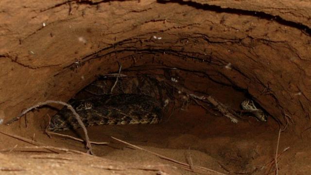 Где прячутся змеи, когда приходит зима