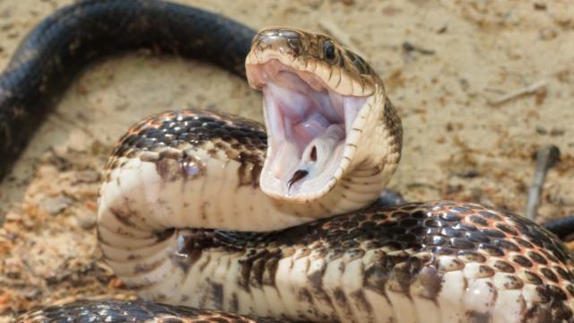 Как ходят змеи, если у них нет ног?