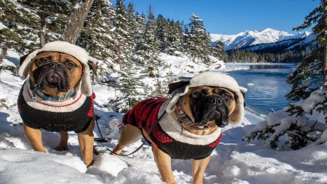Каким собакам нужна куртка зимой: 13 пород, которым без неё нельзя