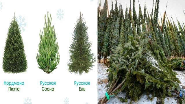 Какую ёлку лучше выбрать: искусственную или настоящую?