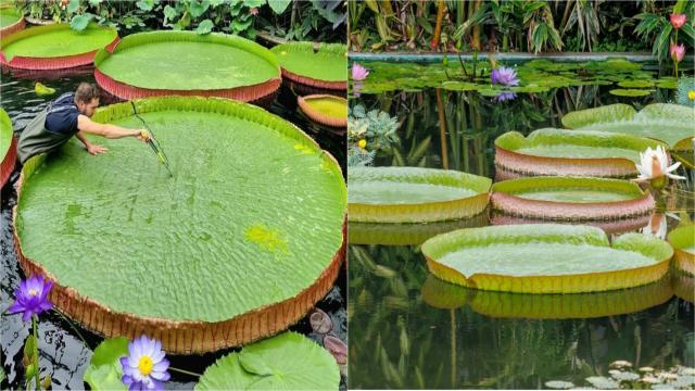 Листья этого растения способны выдержать вес человека