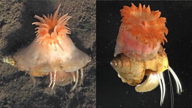 Недавно обнаруженный организм создал симбиоз с раками-отшельниками