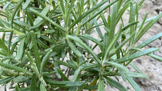 Популярная приправа оказалась эффективным средством для заживления ран