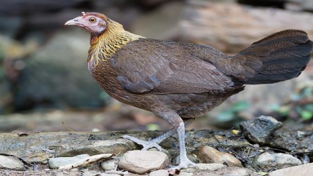 Почему мы едим именно куриц, а не других птиц?