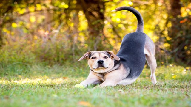 Почему собака потягивается при встрече? Вот что она на самом деле говорит вам