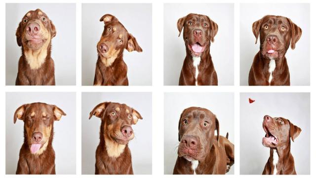 Почему у собак появилась выразительная мимика, которой нет у волков