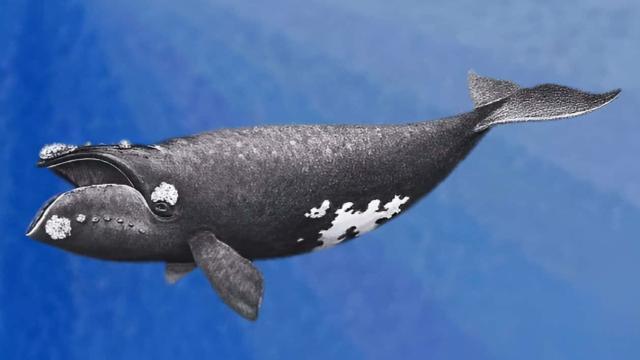 Самый редкий кит в мире найден на берегу России. Что убило гиганта?