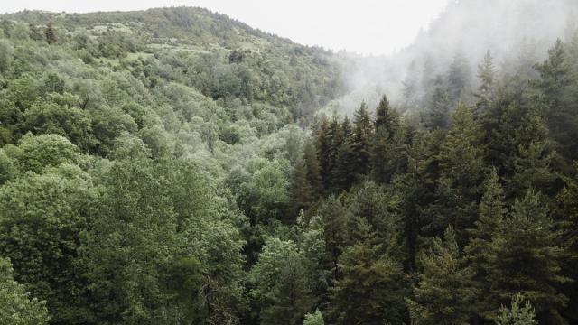 Сколько углекислого газа поглощают растения в России: ответ ученых