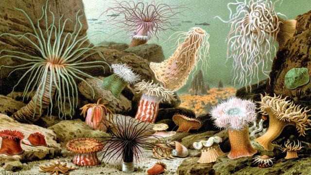 Умеют ли животные без мозгов думать и принимать решения?