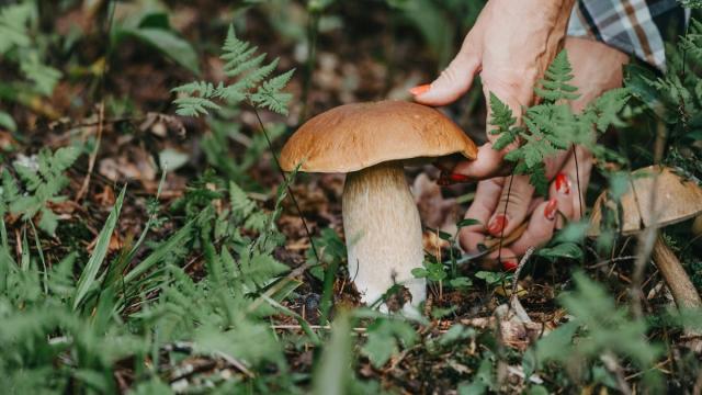 Ученые описали самых ранних «инженеров» планеты