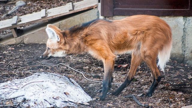 Гуара: самые безобидные волки, которых почти никто не видел