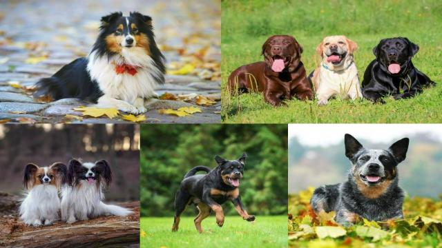 Какие породы собак считаются самыми умными: полный список и топ-10