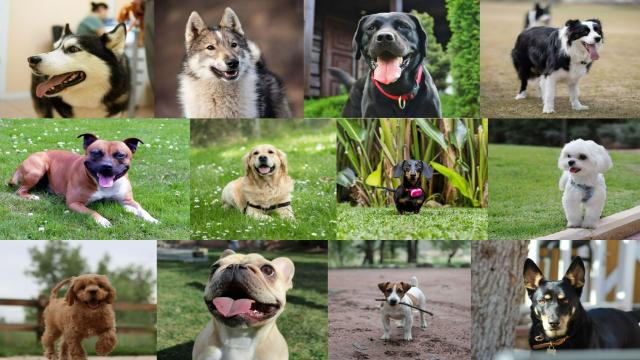 Какие породы собак чаще всего убегают из дома: ТОП-12 беглецов