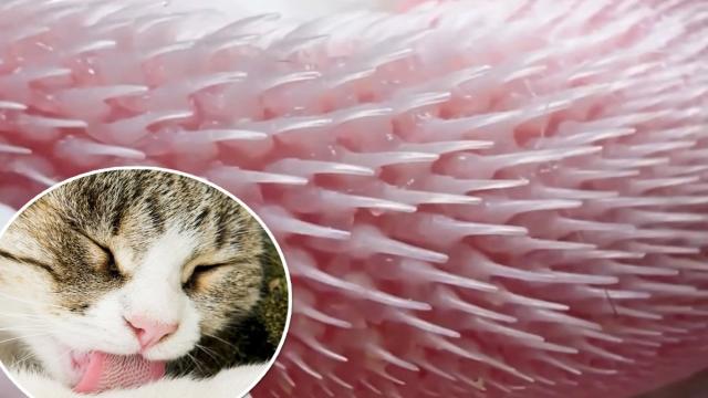 Почему кошки не чувствуют сладкий вкус, объясняем простыми словами