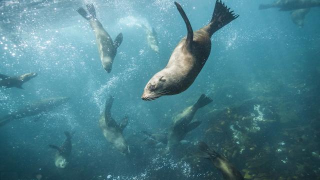 Почему тюлени хлопают себя по животу?