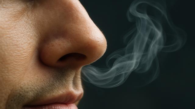 Почему у нас две ноздри, а не одна?