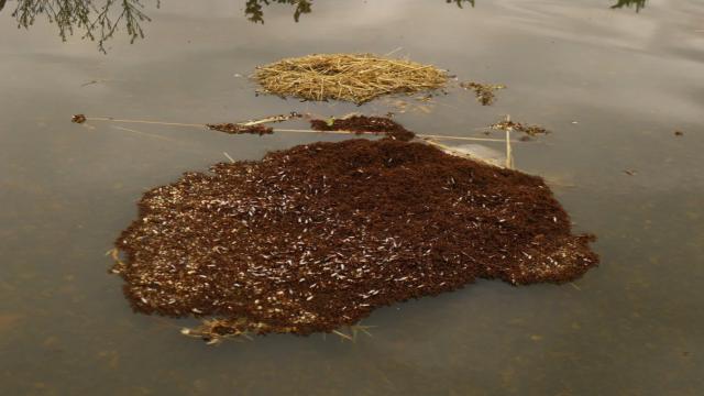 Почему укус огненного муравья вызывает ожоги и может убить