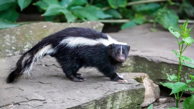 Самые отвратительные запахи мира, которые невозможно вытерпеть