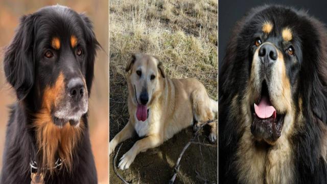 Самые редкие породы собак в мире: большой зоо-гид с фото