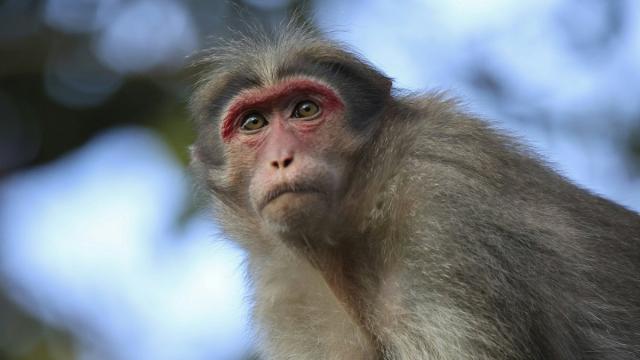 Сокращение калорий на 30% останавливает старение мозга: проверено на макаках-резусах