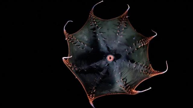 Ученые расшифровали огромный геном адского вампира: какие тайны он скрывает