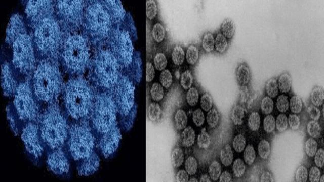 Ученые сварили пиво против вирусов: как напиток заменяет прививку