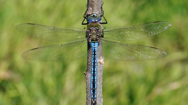 5 животных, которые не чувствуют боли: вы удивитесь, кто в списке