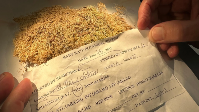 Ботаники назвали лучшее растение для криминалистики