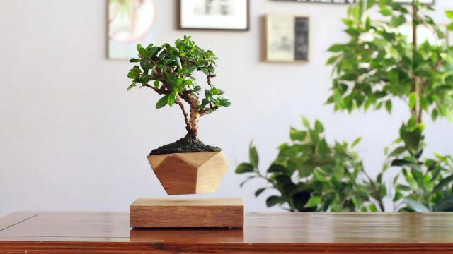 Вольфия: как крошечное растение «победило» гравитацию