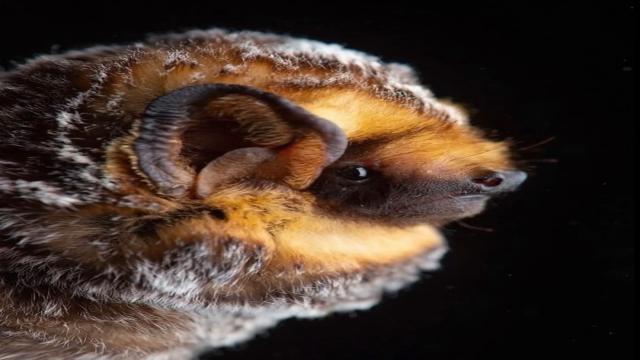 Вы думали, что летучие мыши выглядят одинаково? 17 фото, доказывающих обратное