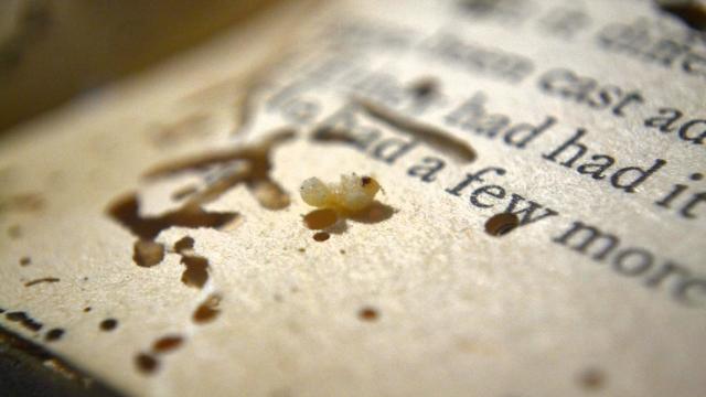 Книжных червей не существует: вот кто на самом деле ест страницы книг