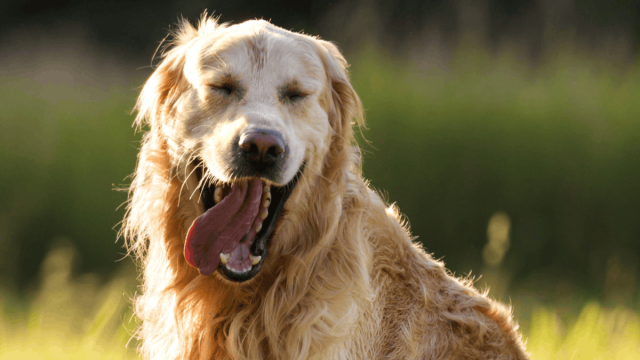 Люди и золотистые ретриверы оказались генетически похожи. Как такое может быть?