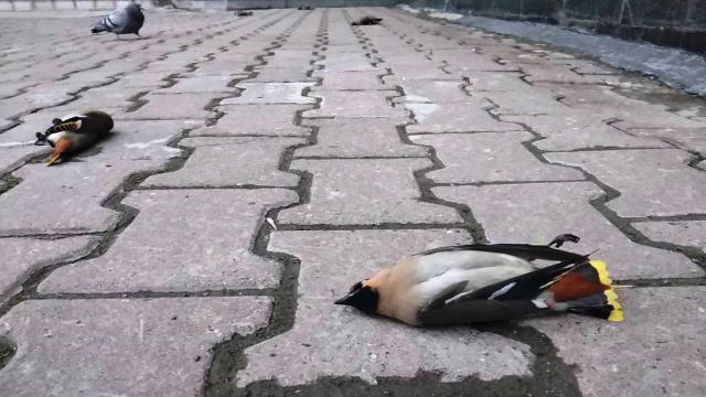 От чего зимой и весной пьянеют птицы, и как они себя ведут