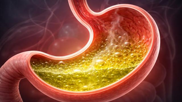 Почему желудочная кислота не разъедает наш желудок?