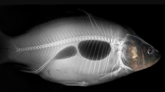 Почему рыбы не тонут в воде: простой ответ, который удивляет