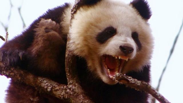 Реальные случаи нападения милых панд на людей