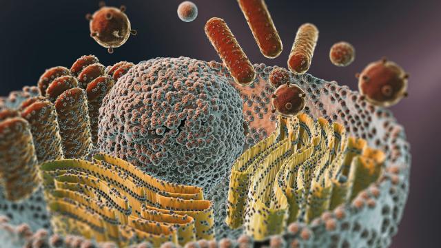 Ученые впервые измерили толщину мембран внутри клеток