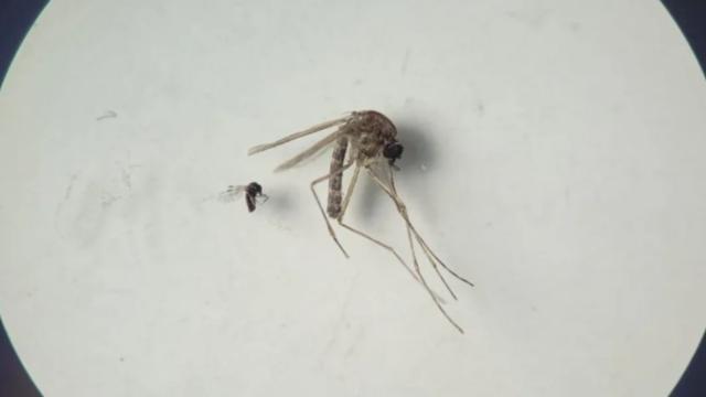 3 самых опасных вируса в 2026 году, которые беспокоят ученых