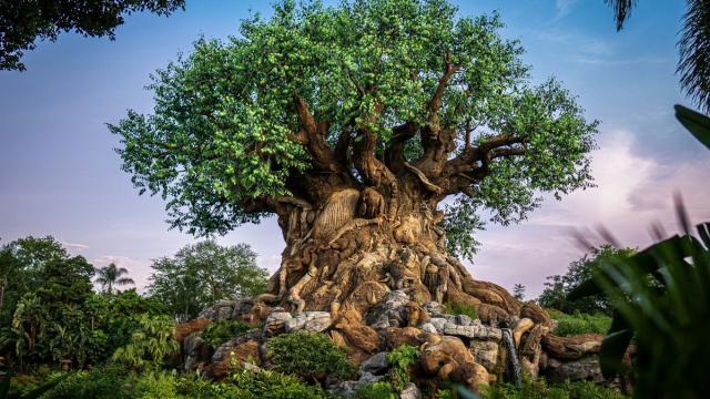 Как выглядит одно из старейших деревьев в мире: редкие кадры из Чили