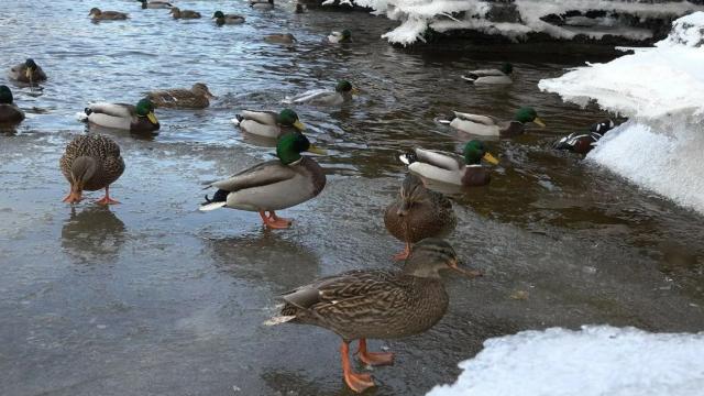 Как птицы не мерзнут зимой и почему нам стоит им завидовать