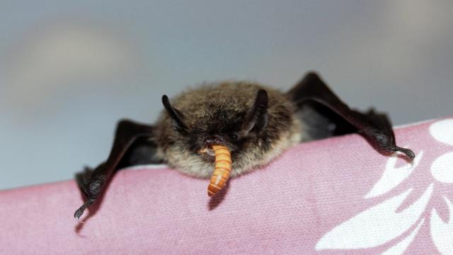 Можно ли держать летучую мышь дома: что говорит закон и чем это может закончиться