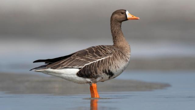 Почему гуси танцуют: самые правдивые предположения ученых