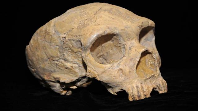 Почему у древних людей были ровные зубы даже без брекетов