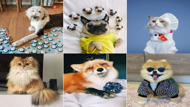 Самая богатая кошка в мире Нала: как питомец из приюта заработал 80 миллионов фунтов