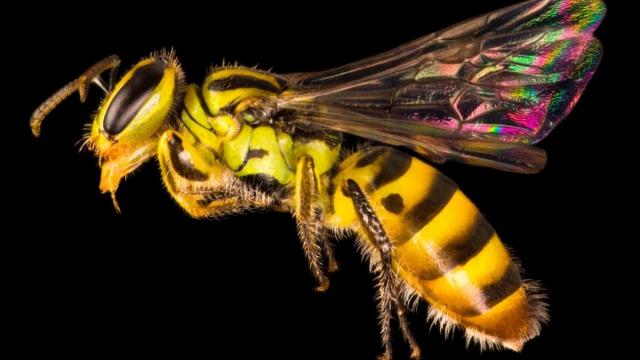 Сколько видов пчел существует: ответ ученых