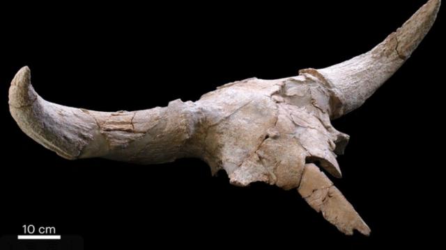 У неандертальцев была религия? Ученые нашли доказательства в пещерах