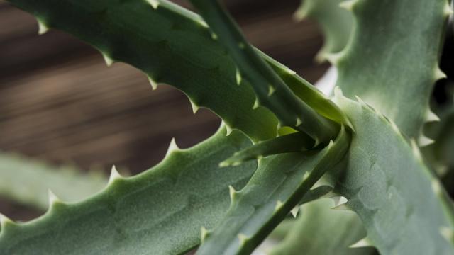 Ученые раскрыли удивительное действие алоэ вера на мозг