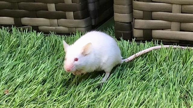 Ученые создали назальную вакцину, которая уничтожает сразу множество инфекций