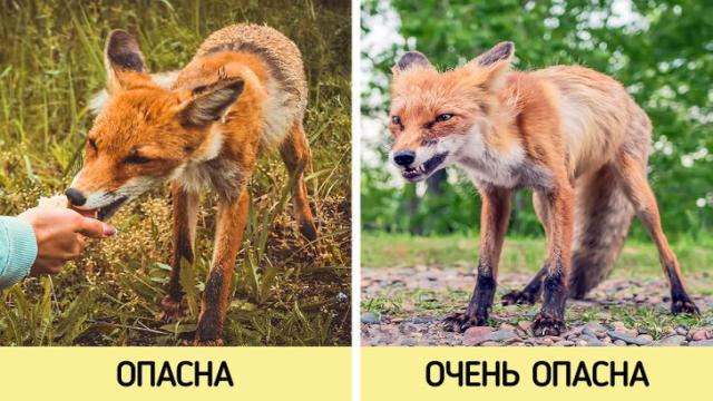 Что делать, если встретили в городе животное с бешенством: признаки, укус и срочные действия